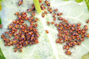 çekirke böcekler vahşi doğada