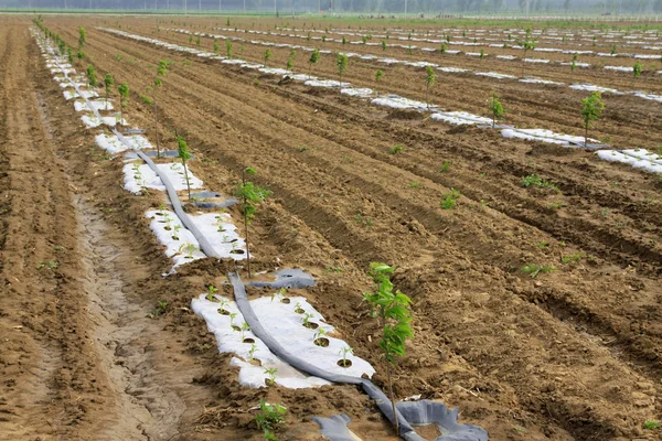 Impianti di irrigazione nei campi — Foto Stock