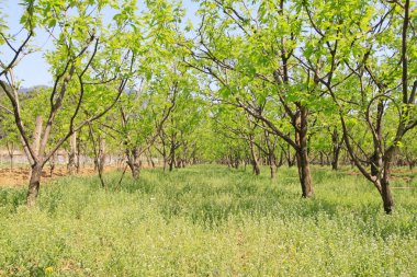 bir ormandaki kestane ağaçları parçaları