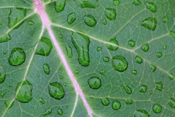 Grüne Blätter der Pflanzen — Stockfoto