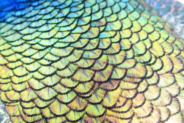 Hermosas plumas de pavo real — Foto de Stock