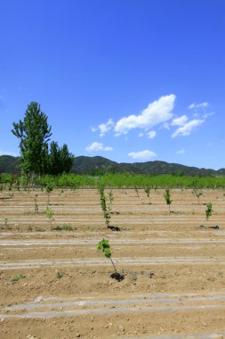 Mavi gökyüzü ve beyaz bulutların altındaki alanlar