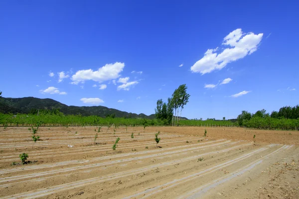 Campos bajo el cielo azul y nubes blancas — Foto de Stock