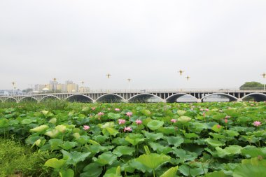 büyük lotus ve binaların bir parkta