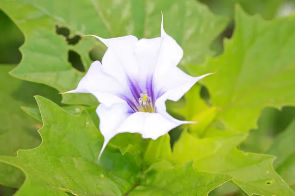 Planta de Mandala —  Fotos de Stock