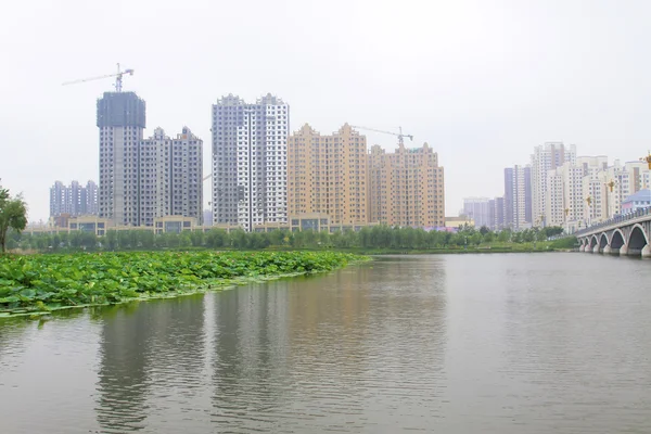 Large lotus and high rise buildings in a park — Stock Photo, Image