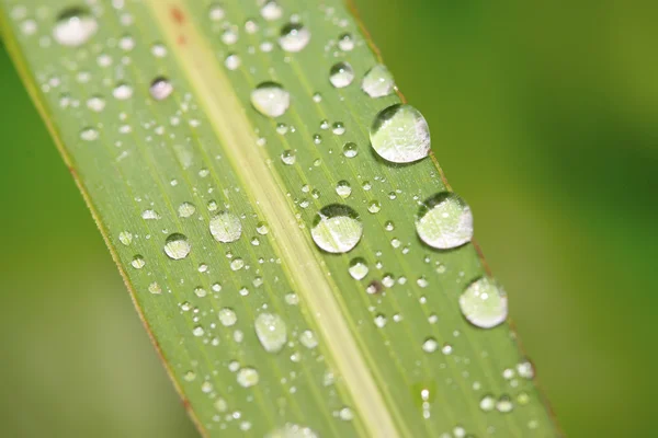 Droppar vatten på gröna blad — Stockfoto