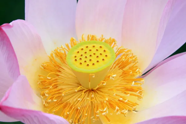 Lotus blossom — Stock Photo, Image