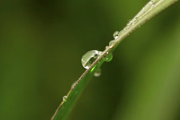 Краплі води на зеленому листі — стокове фото