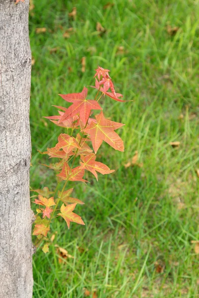 Красные листья растений — стоковое фото