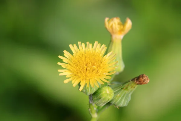 Ixeris chinensis — Stock Photo, Image