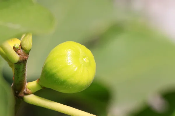 Frukter på fikonträdet i en fruktträdgård — Stockfoto
