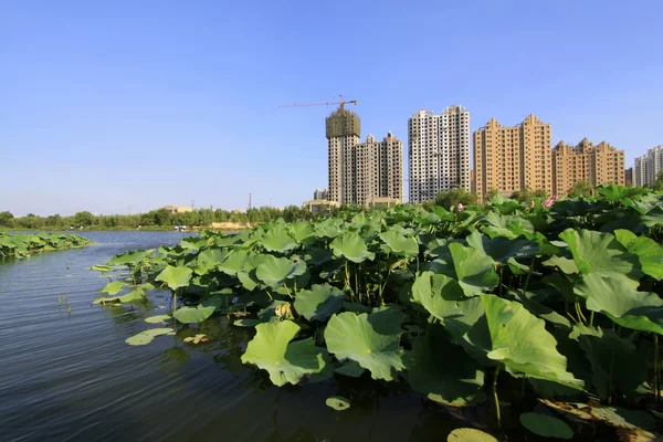 Gebäude am See in einem Park — Stockfoto