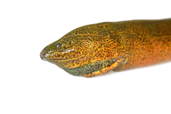 Finless eel on white background — Stock Photo, Image