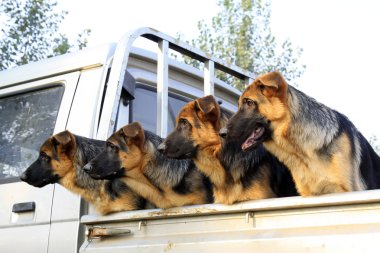 Araba yerde Evcil köpekler 