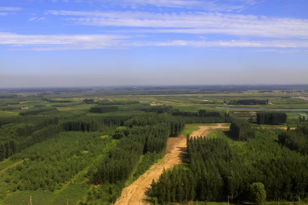 Vast skog under blå himmel — Stockfoto