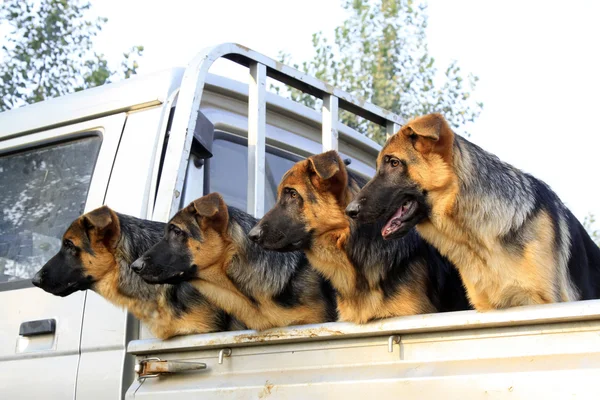 Pet dogs in the car compartment — Stock Photo, Image