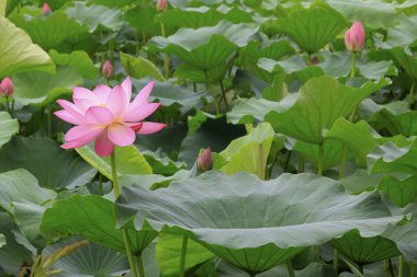 Lotus