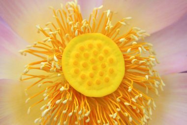 Lotus çiçeği 