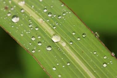 Yeşil yapraklar üzerinde su damlaları