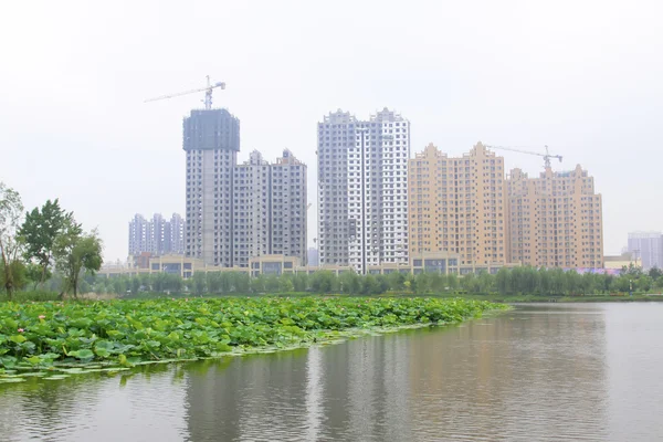 Large lotus and high rise buildings in a park — Stock Photo, Image