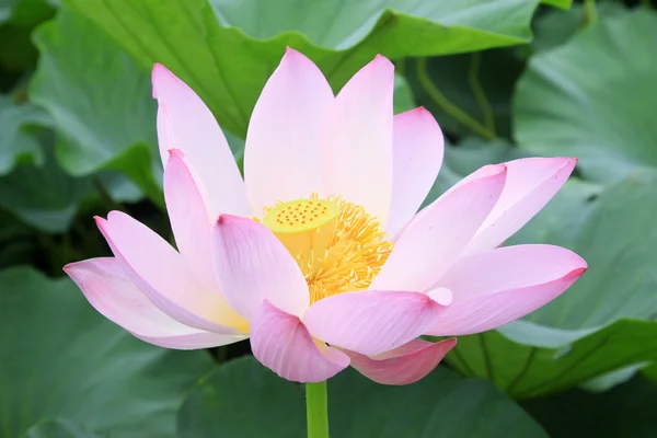 Lotus — Stock Photo, Image