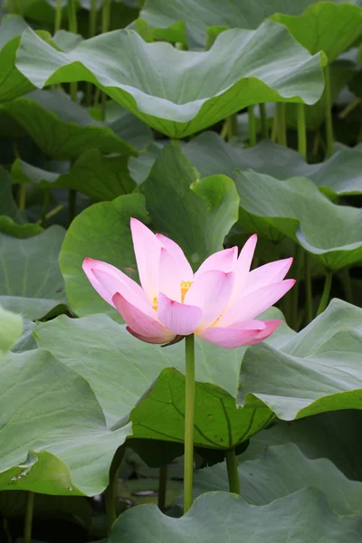 Lotus — Stock Photo, Image