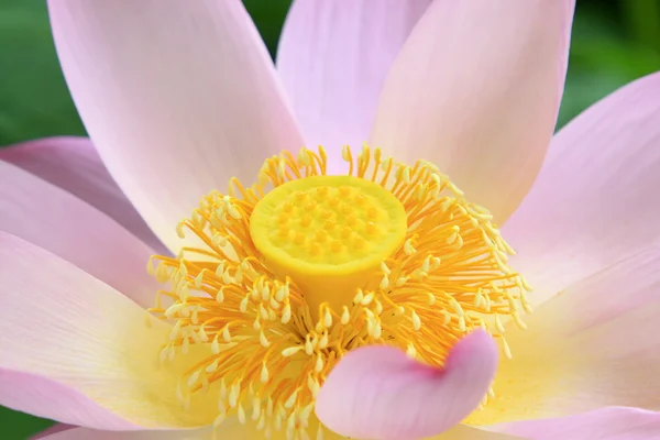 Цветок лотоса — стоковое фото