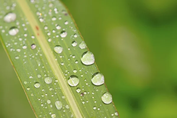 Droppar vatten på gröna blad — Stockfoto