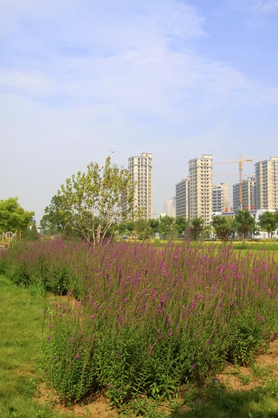 Grattacieli e piante verdi in un parco — Foto Stock