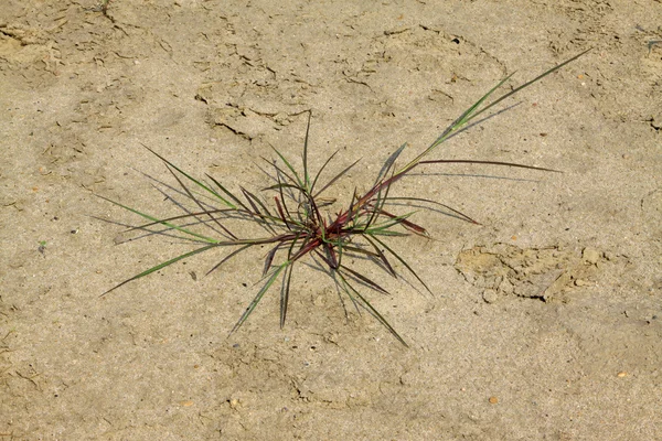 Weeds growth in the sand — Stock Photo, Image