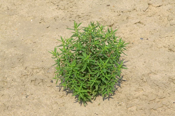 Weeds growth in the sand — Stock Photo, Image