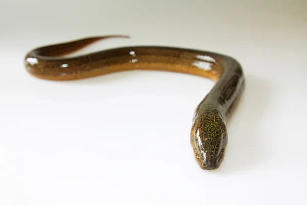 Finless eel on white background — Stock Photo, Image