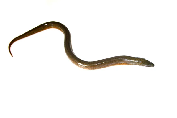 Finless eel on white background — Stock Photo, Image