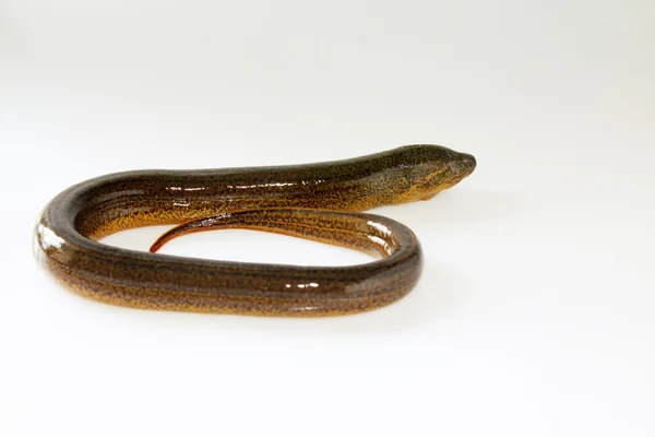 Beyaz zemin üzerine sırt yüzgeçsiz yılan balığı — Stok fotoğraf