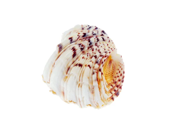 Color shells — Stock Photo, Image