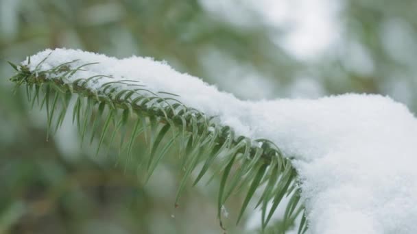 雪に覆われたスプルースの木 — ストック動画