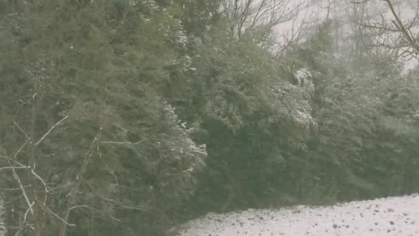 Árbol de abeto cubierto de nieve en nevadas — Vídeos de Stock