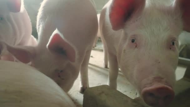 Вид на свиноферму — стоковое видео