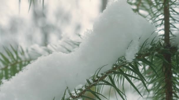 View of Winter forest Landscape — стокове відео