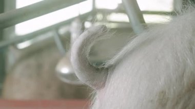 Domuz çiftliği manzarası