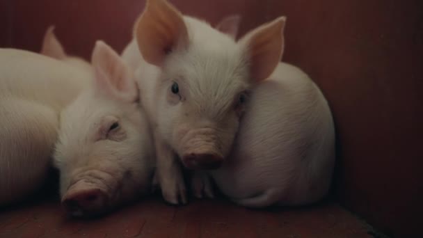 養豚場の眺め — ストック動画