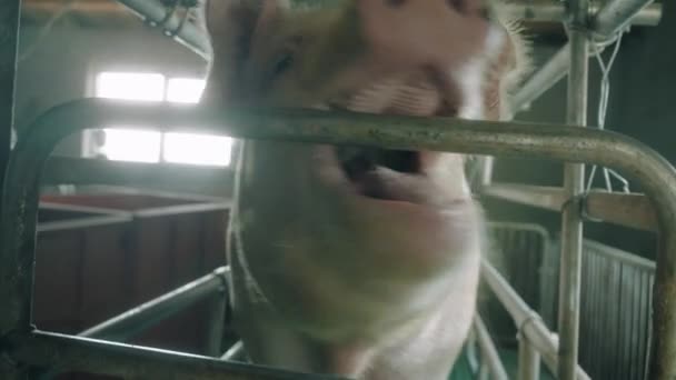 Uitzicht op een varkenshouderij — Stockvideo