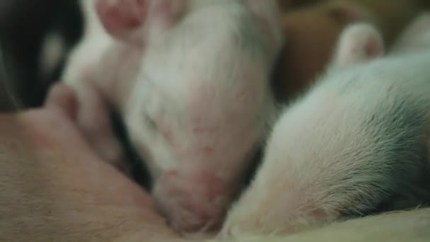 一个猪场的景象 高质量的4K镜头 — 图库视频影像