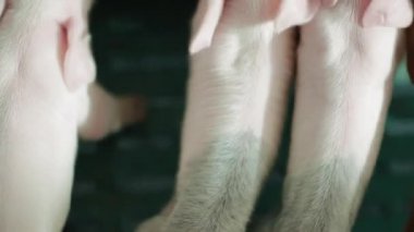 Domuz çiftliği manzarası. Yüksek kalite 4k görüntü