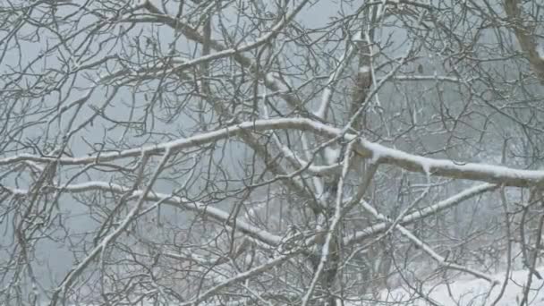 冬季风景景观 高质量的4K镜头 — 图库视频影像