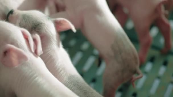 Blick Auf Einen Schweinemastbetrieb Hochwertiges Filmmaterial — Stockvideo