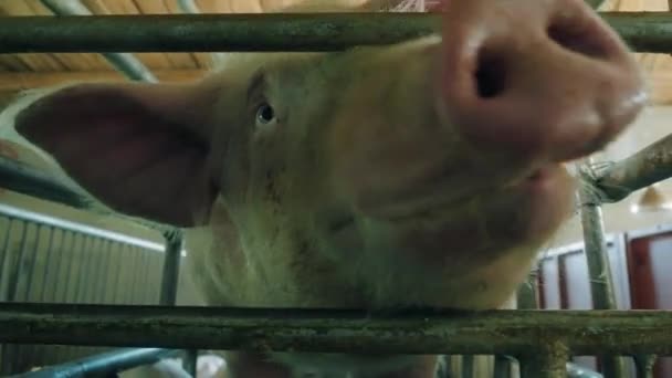 Modern Farm Pigs Piglets — Stock Video