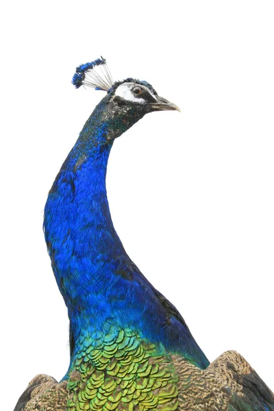Beautiful green peacock specimen — Stock Photo, Image