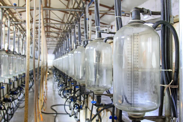 Réservoir de stockage de lait en verre dans un atelier de traite — Photo